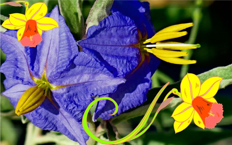 Blue Flower with Daffodils