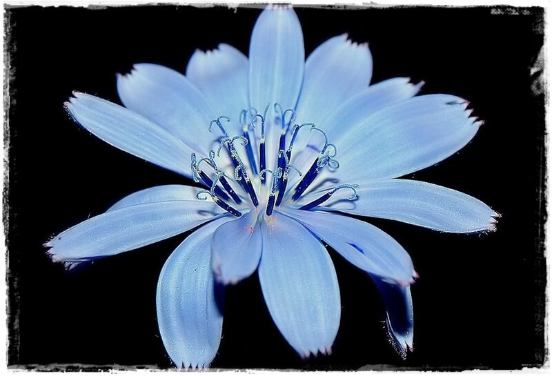 Blue Flower with Dark Center