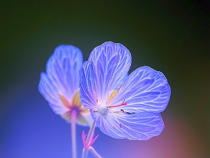 Blue flower with delicate petals