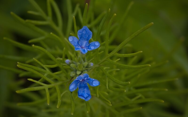 Blue Flower with Dew — Calm