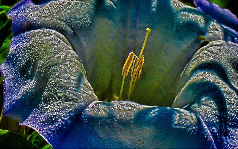 Blue Flower with Dew — Close-up