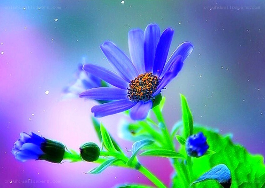 blue flower with dew drops