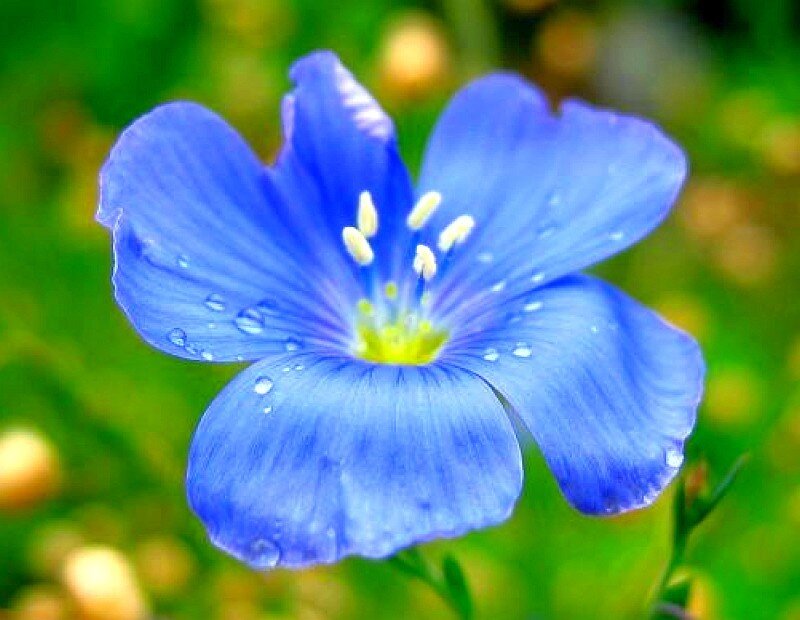 blue flower with dew drops