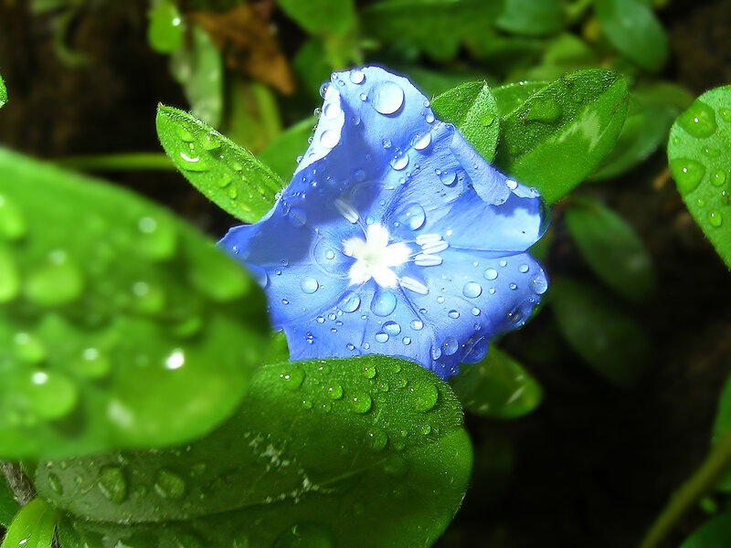 Blue Flower with Dew — Serene, Morning, Photograph, Dew Drops, Green Leaves, White Center, Green, White