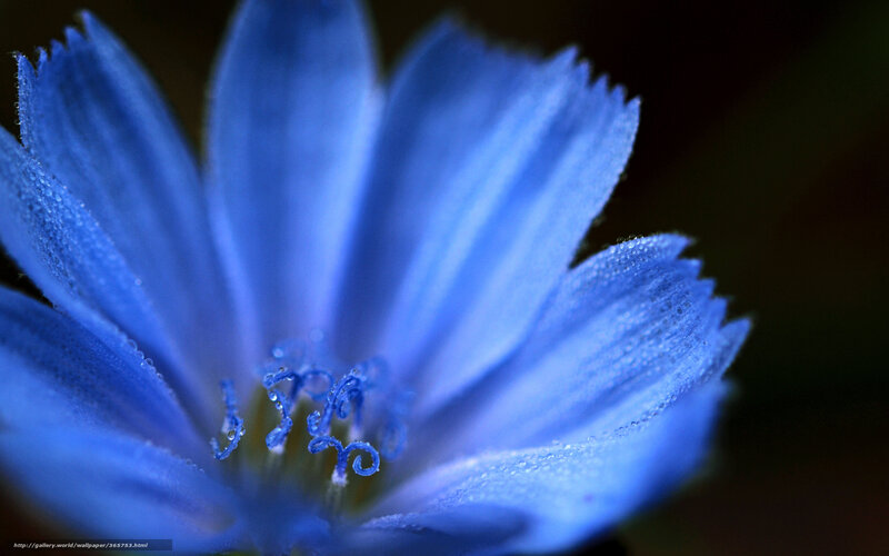 Blue Flower with Dew — Serene, Photograph