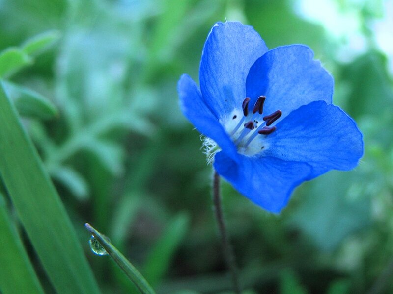 Blue Flower with Dew — Serene
