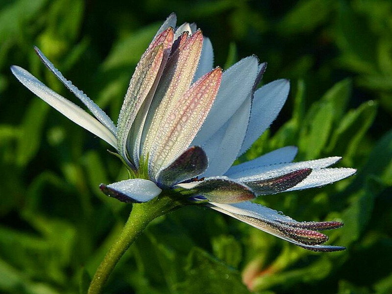 Blue Flower with Dew