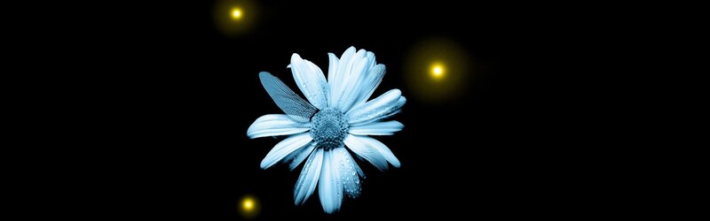 blue flower with dragonfly