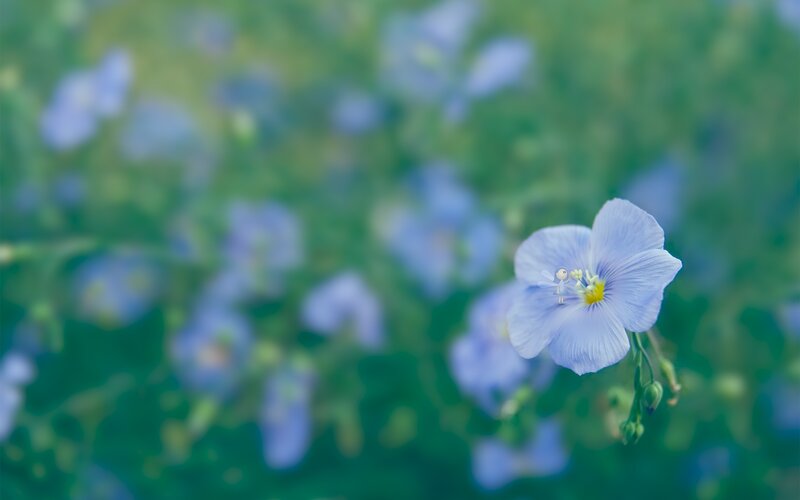 Blue Flower with Fairy — Serene
