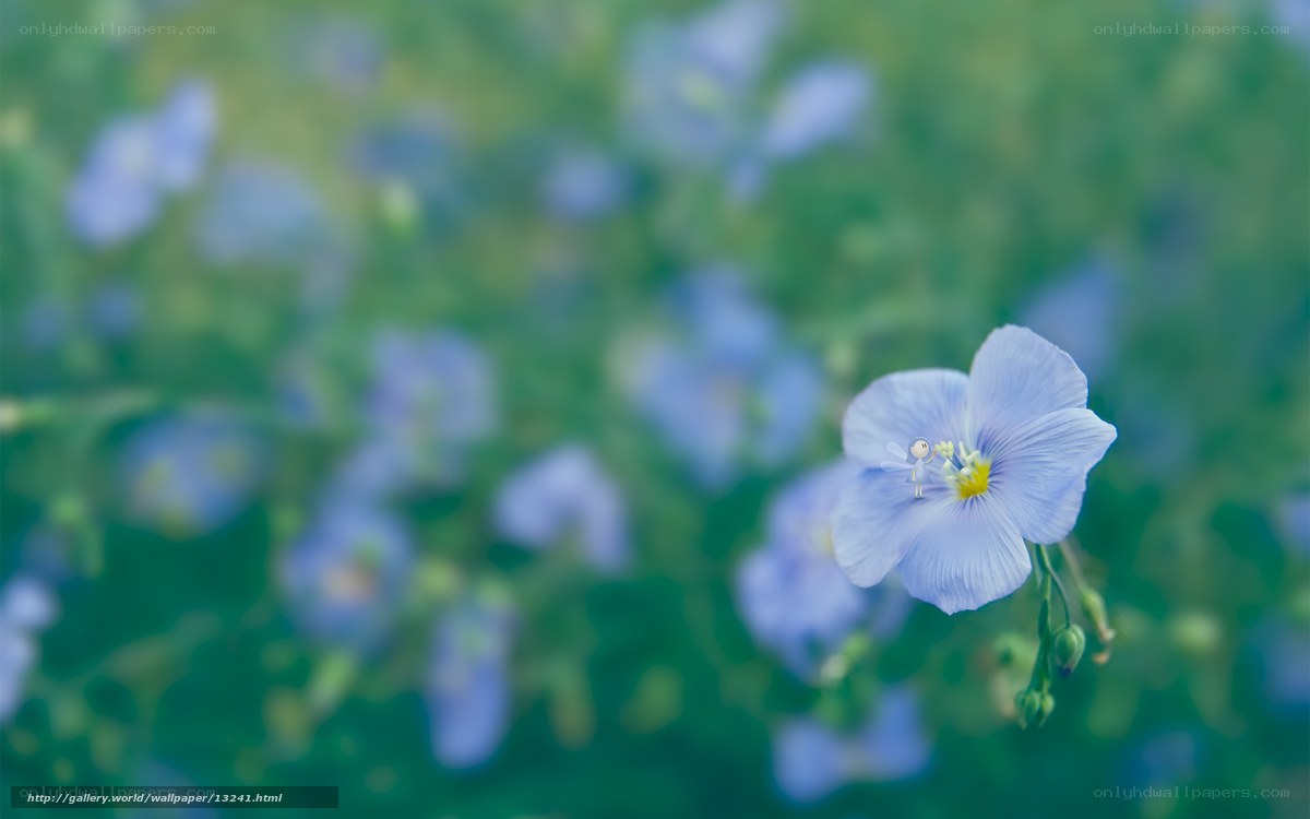 Blue flower with fairy