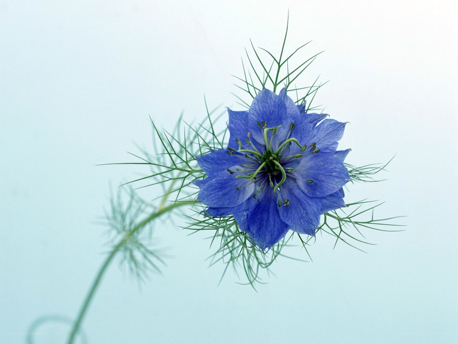 blue flower with feathery leaves