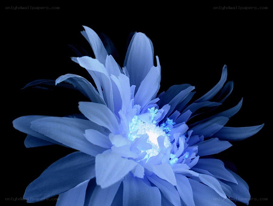 blue flower with glowing center