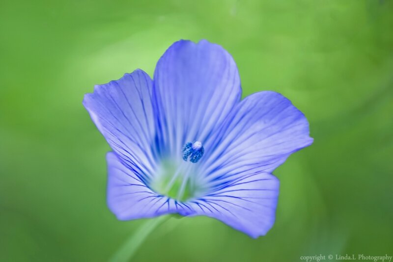 Blue Flower with Green Background — Serene