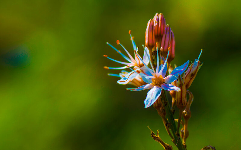 Blue flower with green background