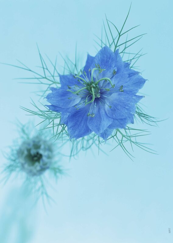 blue flower with green filaments