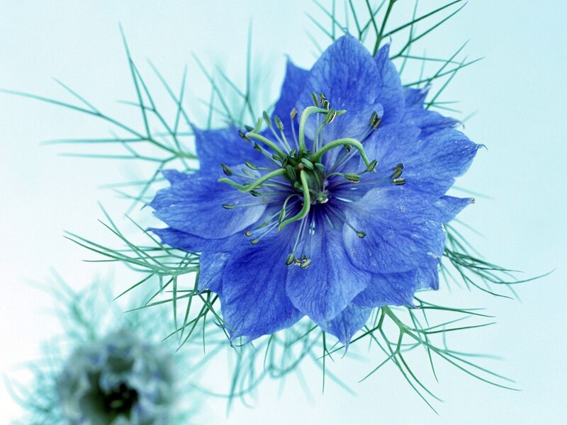 blue flower with green filaments
