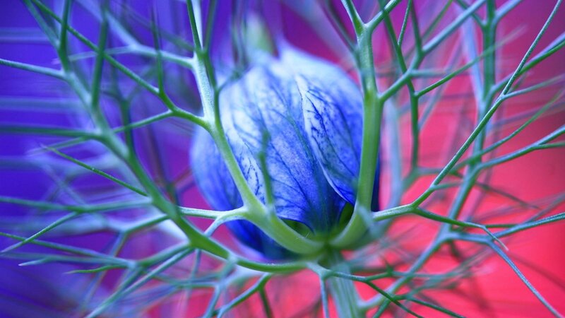 blue flower with green filaments