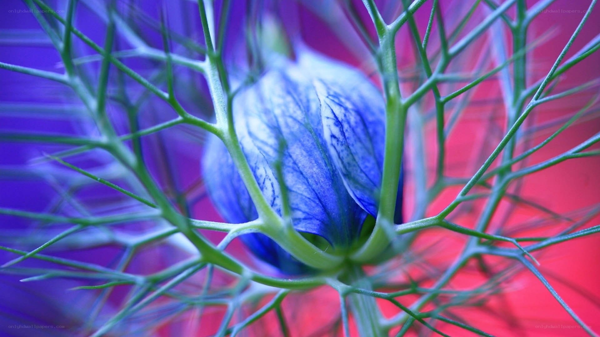 blue flower with green filaments