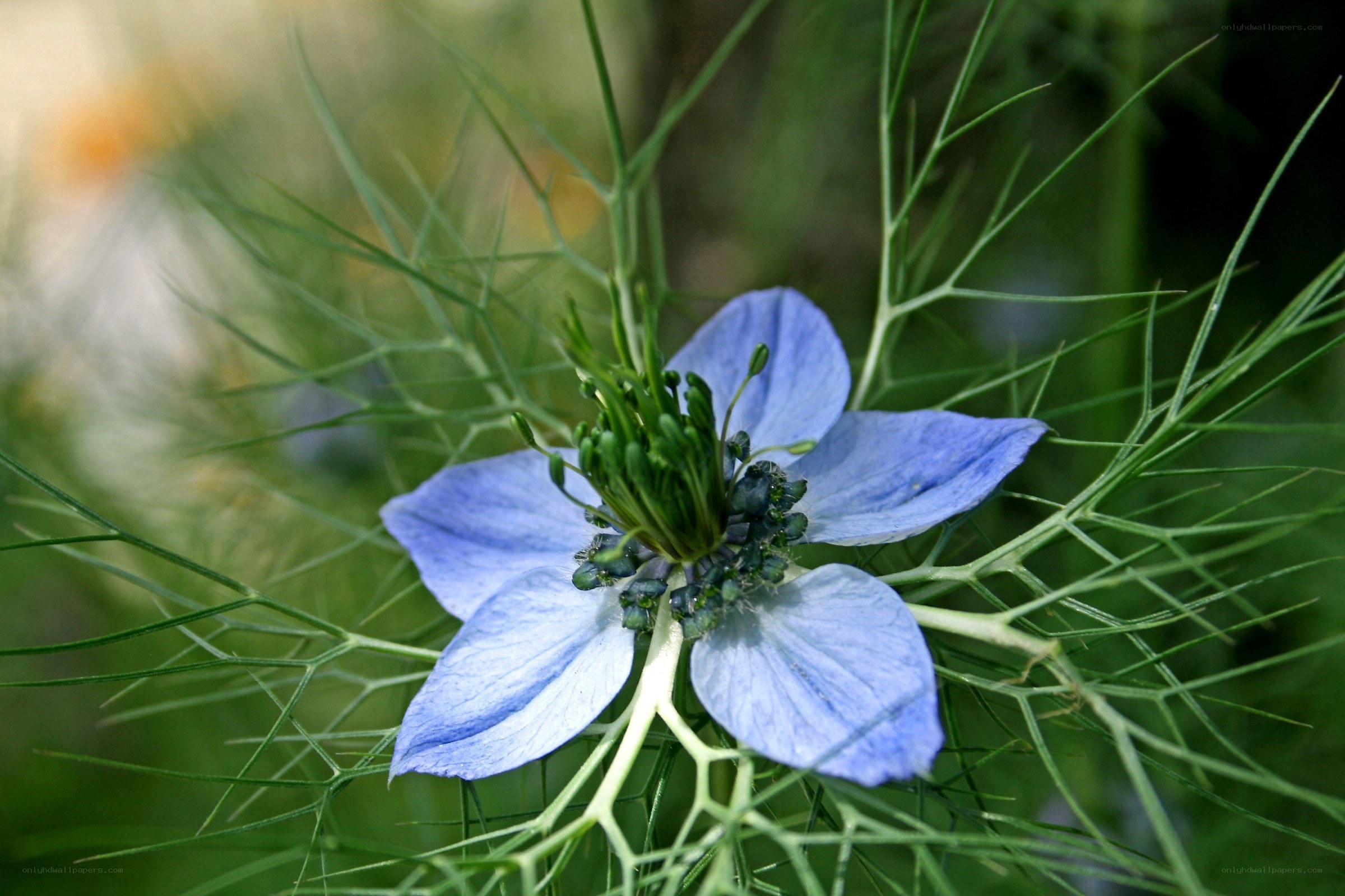 blue flower with green foliage