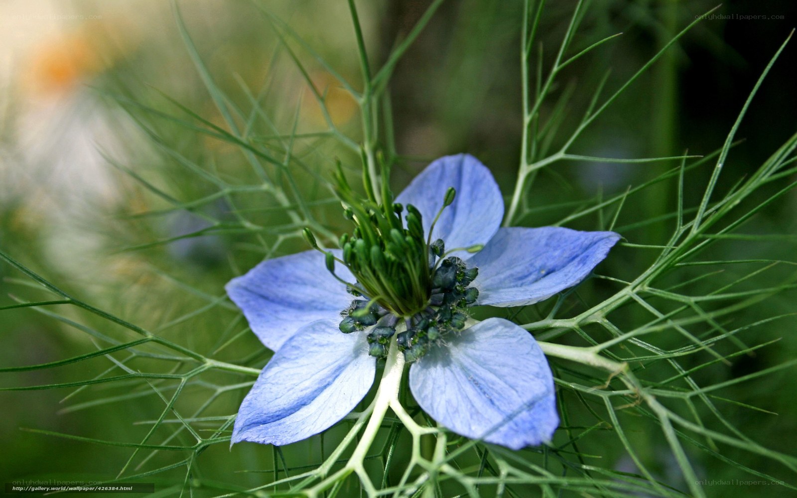 blue flower with green foliage