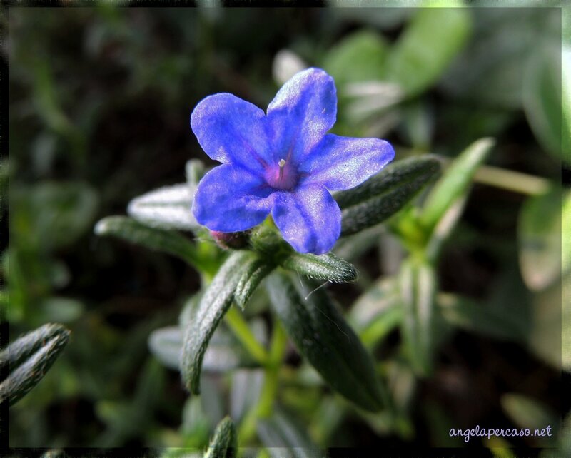 Blue Flower with Green Leaves — Calm, Photograph, Stem