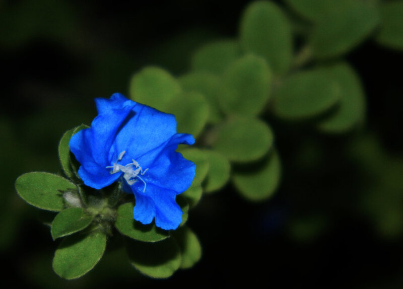 Blue Flower with Green Leaves — Calm, Photograph