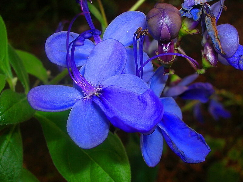 Blue Flower with Green Leaves — Calm