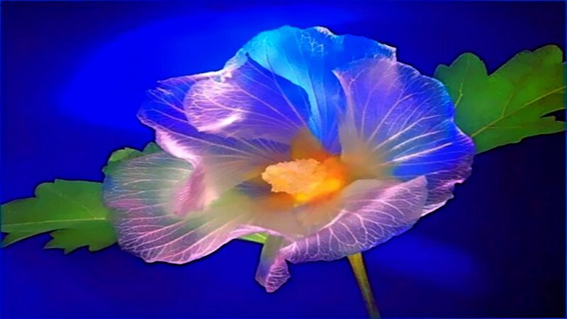 Blue Flower with Green Leaves — Dramatic, Digital Art
