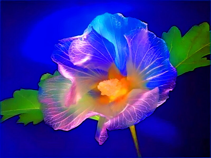 Blue Flower with Green Leaves — Dramatic