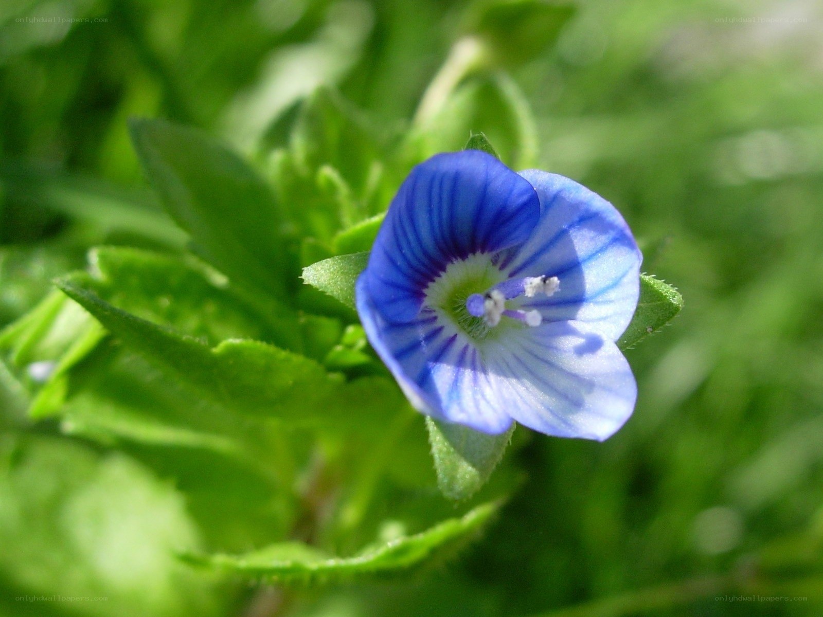 blue flower with green leaves