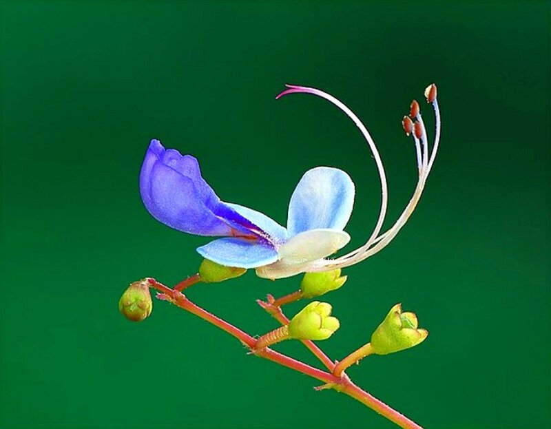 blue flower with long stamen