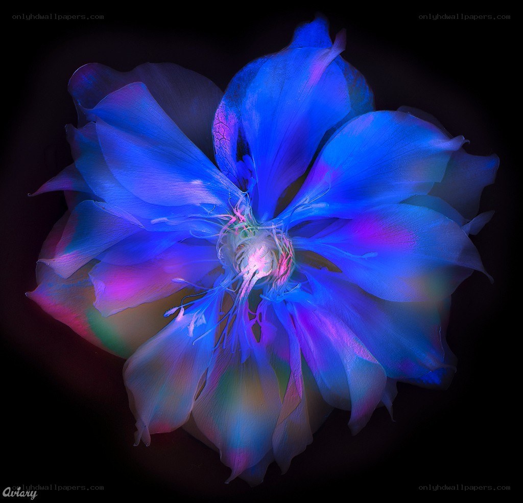 blue flower with neon glow