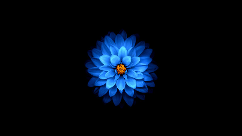 Blue Flower with Orange Center