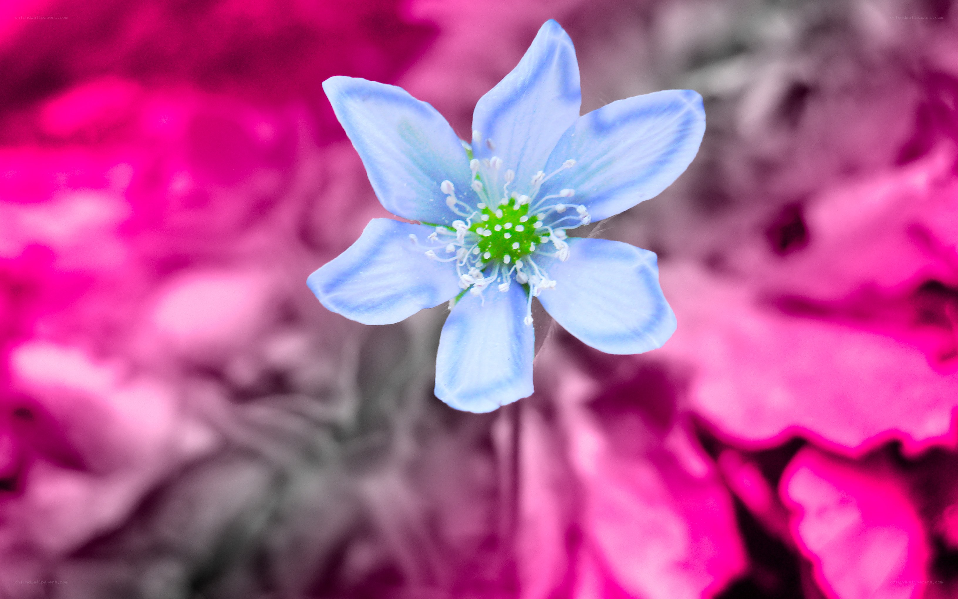 blue flower with pink background