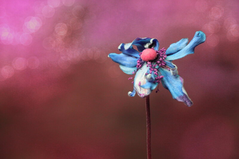 Blue Flower with Pink Center