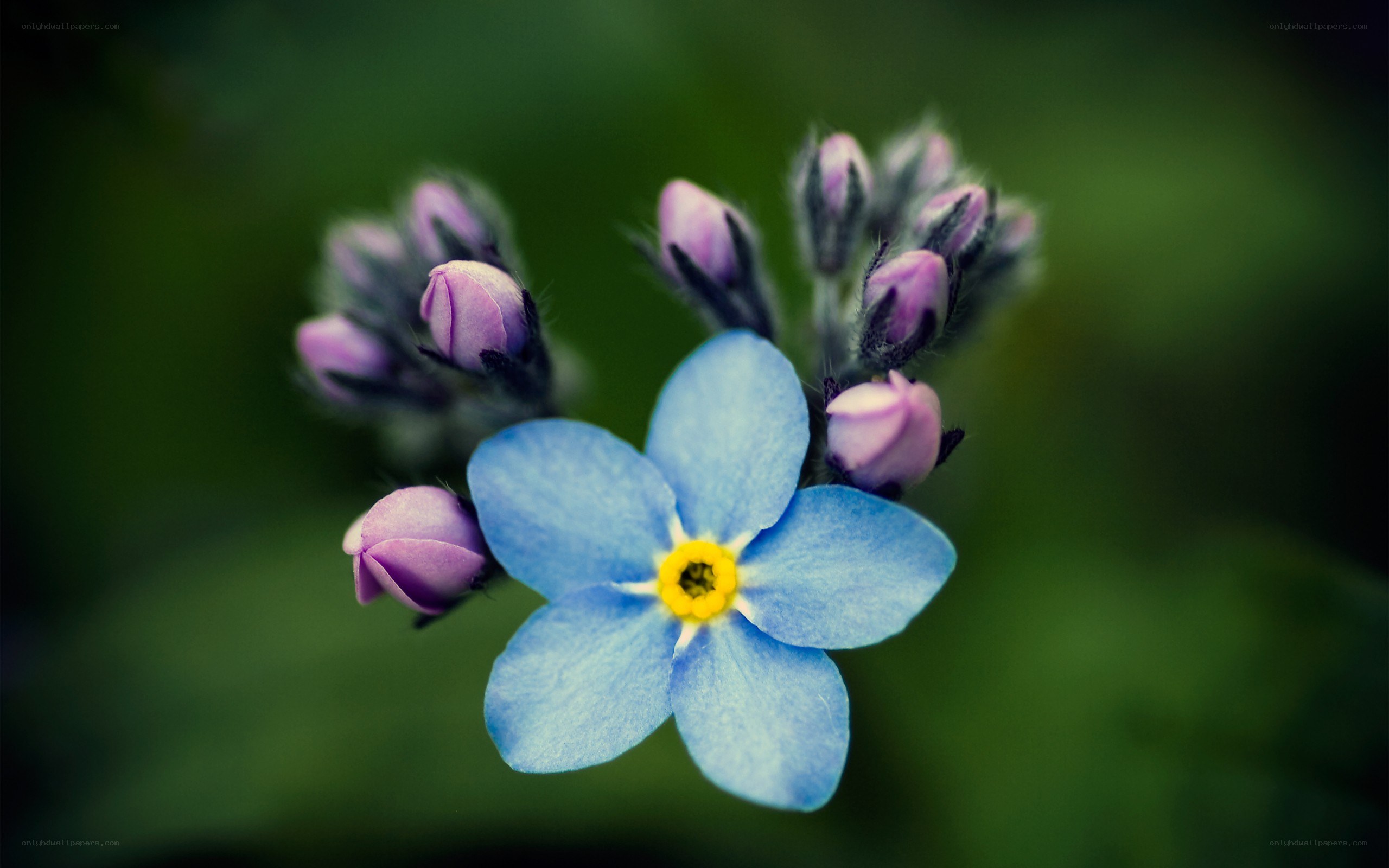 blue flower with purple buds