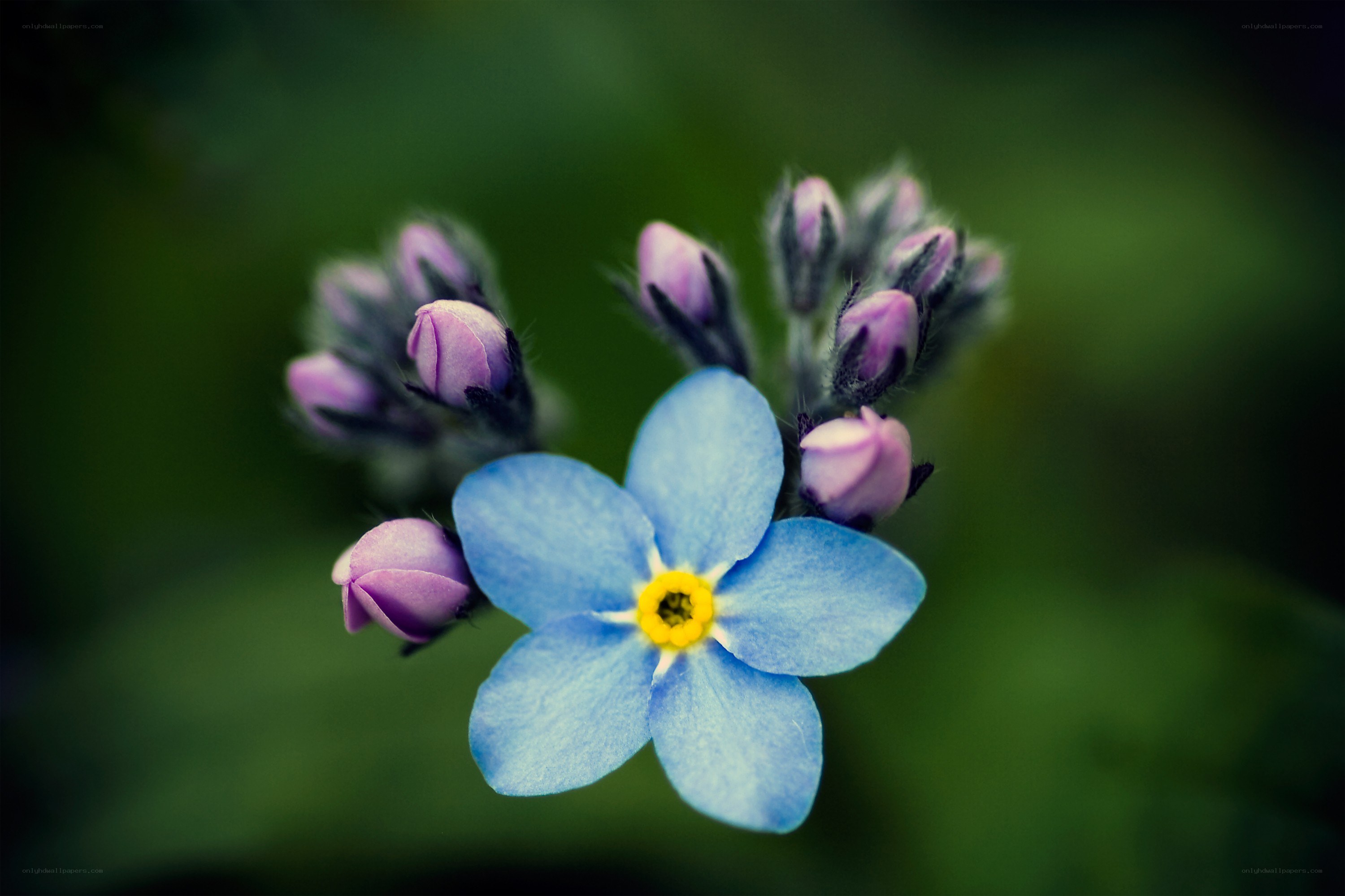 blue flower with purple buds