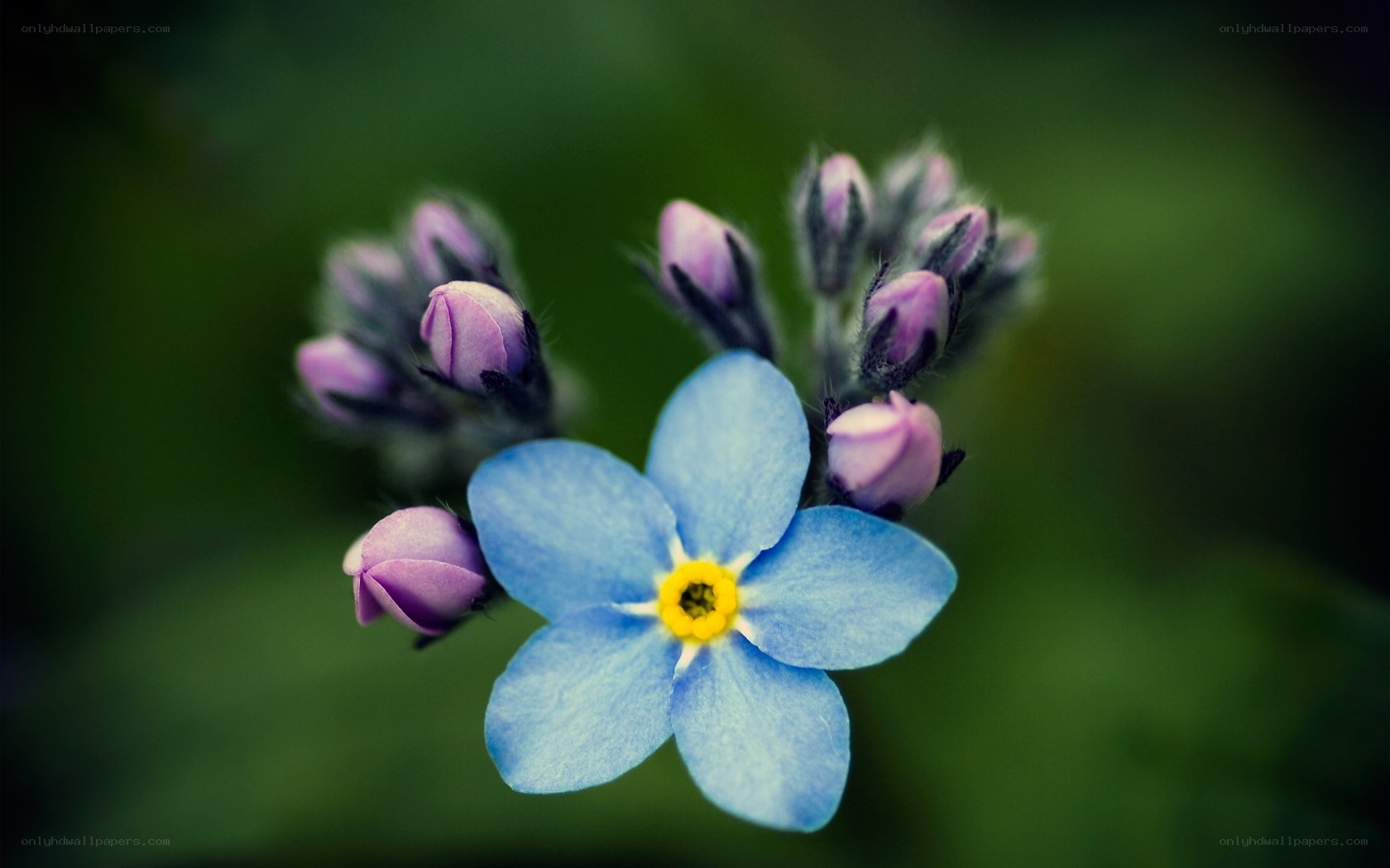 blue flower with purple buds