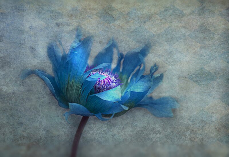 Blue Flower with Purple Center — Serene
