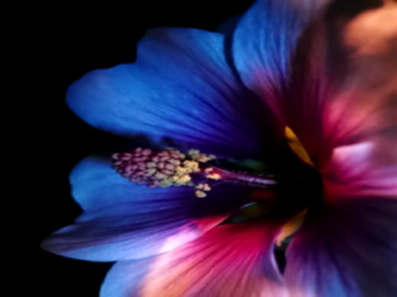 blue flower with purple center