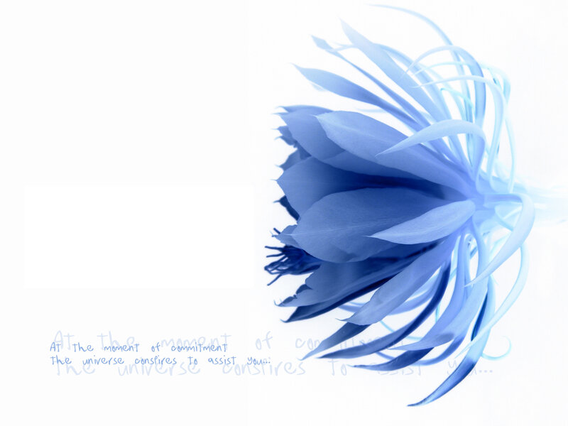Blue flower with quote