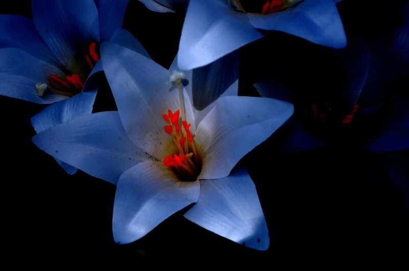 Blue Flower with Red Stamen
