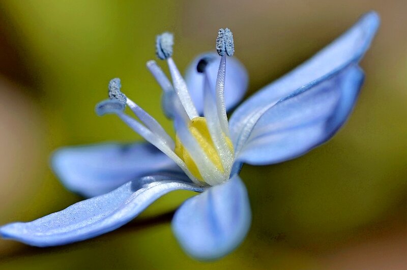 Blue Flower with Stamen — Serene, Spring