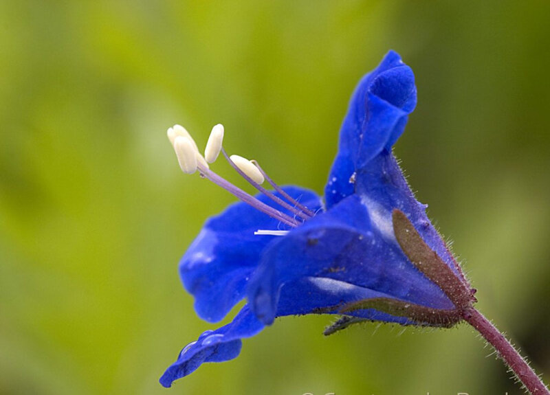 Blue Flower with Stamen — Serene