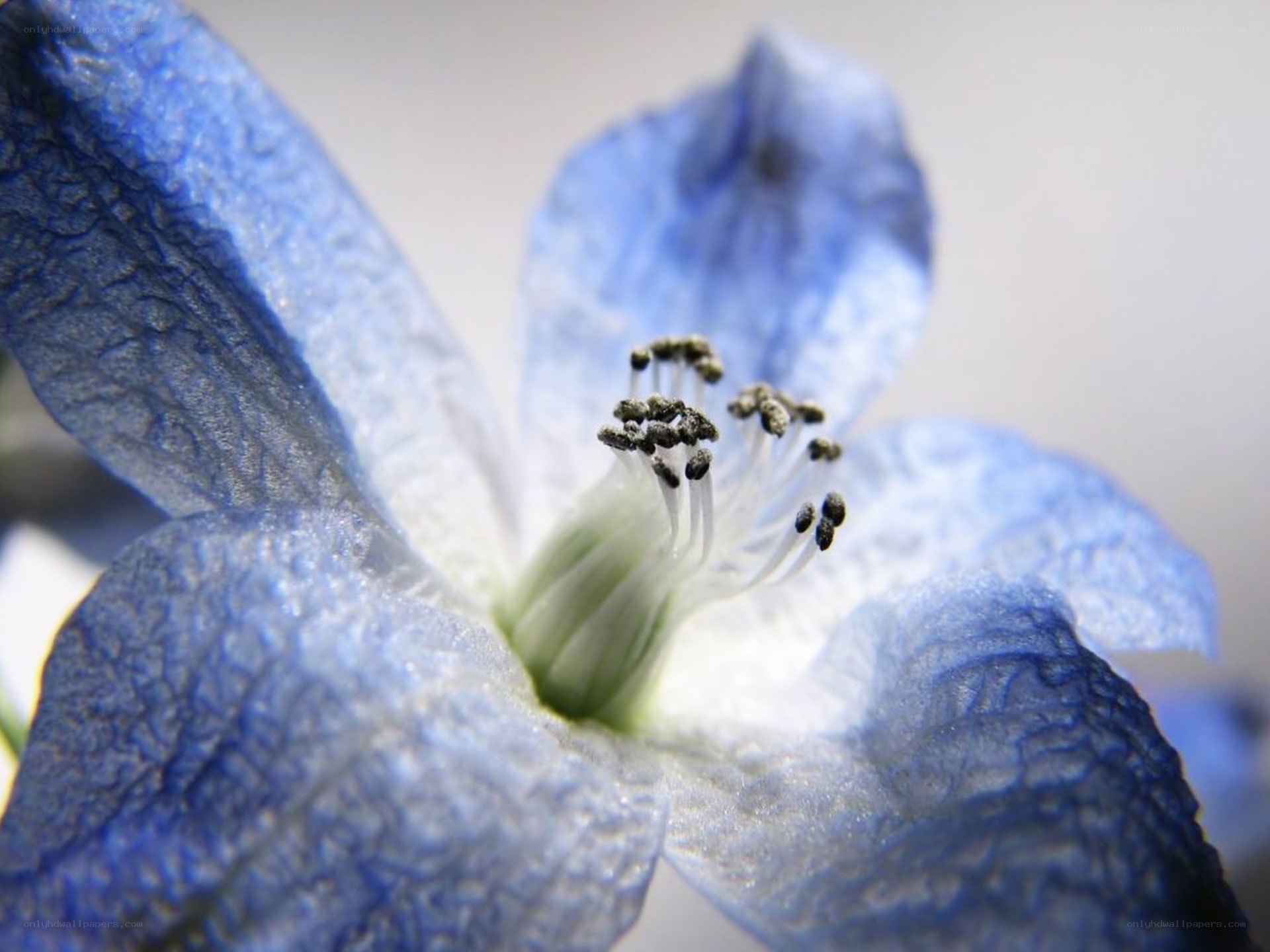 blue flower with stamen