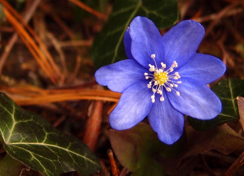 Blue Flower with Stamens — Natural