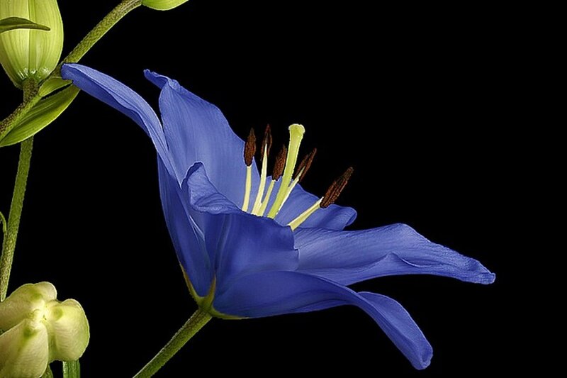 Blue Flower with Stamens