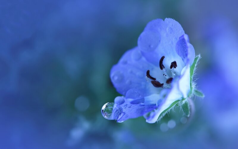 Blue flower with water droplet
