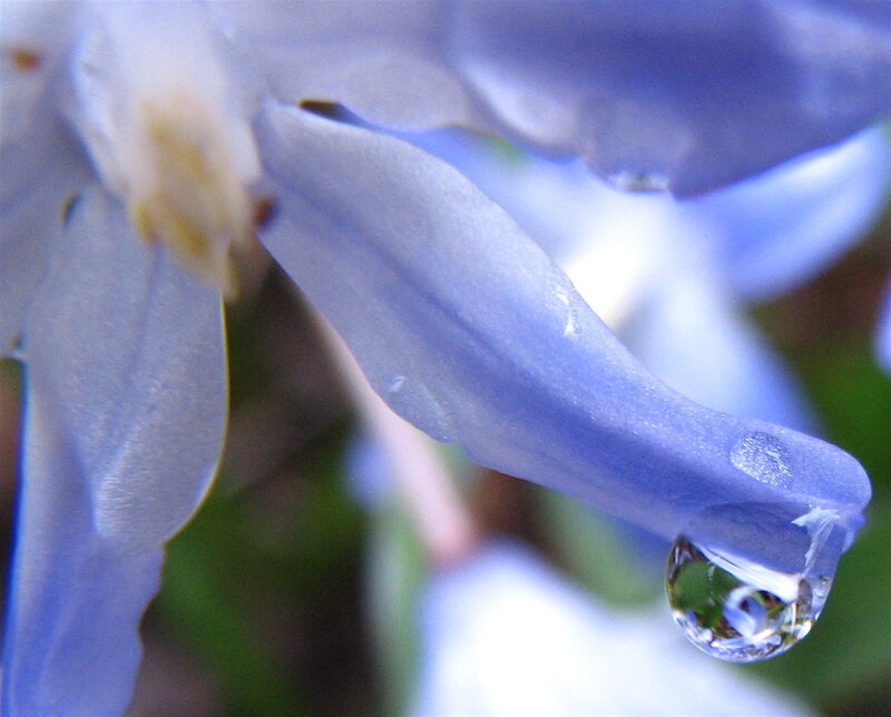 Blue flower with water droplet