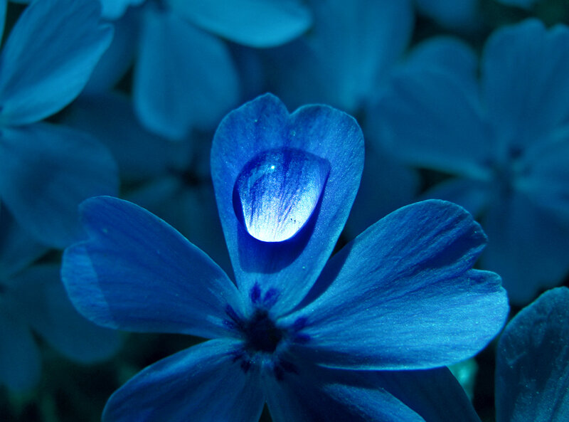 Blue Flower with Water Droplet — Serene